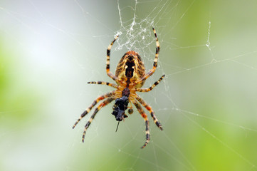 Obraz na płótnie portret pająk pajęczyna siatka