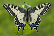 The Papilio Machaon. A Butterfly On Green Background.