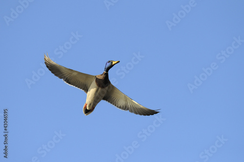 Male mallard duck in flight