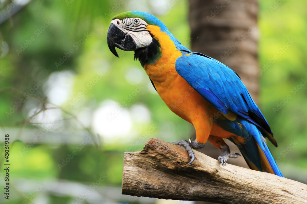 Colorful macaw - obrazy, fototapety, plakaty 