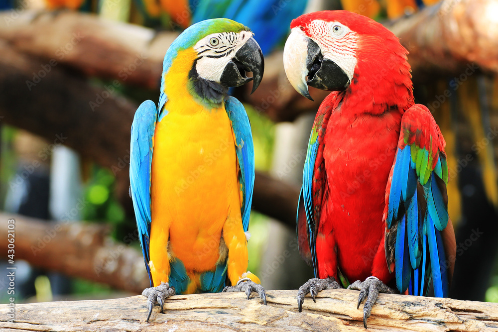 Parrot macaw couple - obrazy, fototapety, plakaty 