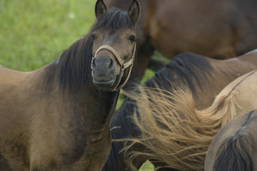 horse herd