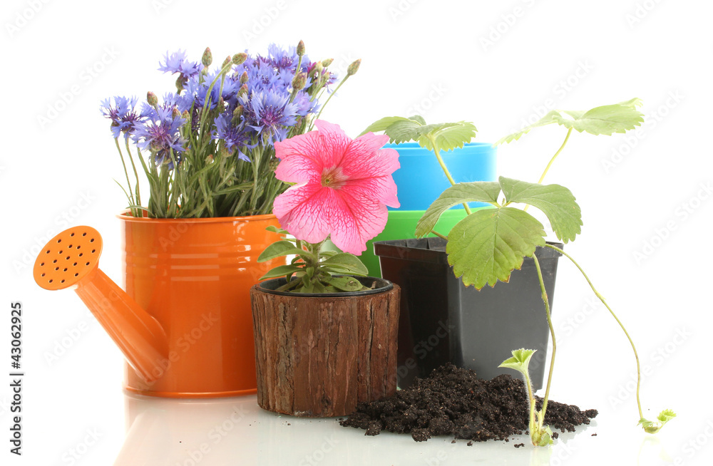 watering can and plants in flowerpot isolated on white
