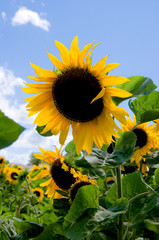 Wall Mural - Sonnenblumen