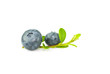 Bilberry with leaves on white background.