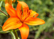 Detail of flowering orange lily