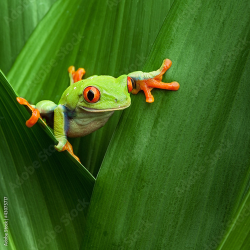 Obraz w ramie red eyed tree frog