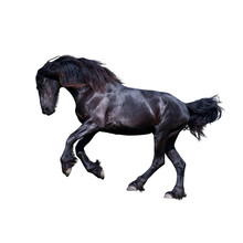 Black Friesian Stallion Gallop
