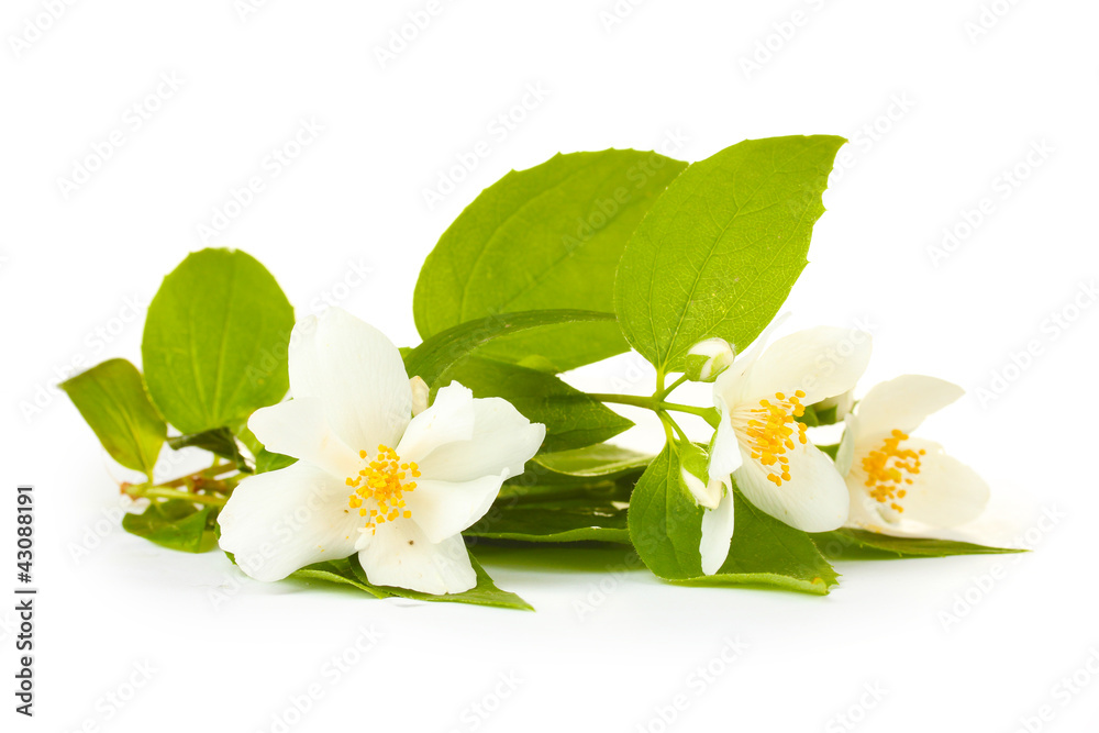 beautiful jasmine flowers with leaves isolated on white
