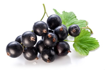 Wall Mural - Branch of black currant on a white background.