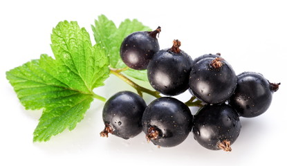 Branch of black currant on a white background.