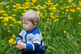 Fototapeta Dmuchawce - Little boy in yellow flowers field