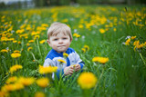 Fototapeta Dmuchawce - Adorable toddler boy in yellow flowers field