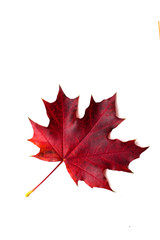 autumn maple leaves