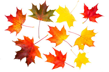 autumn maple leaves
