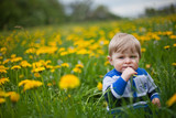 Fototapeta Dmuchawce - Cute blond boy in yellow dandelion field summer