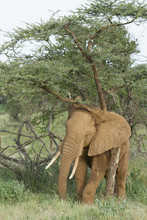 African Elephant Scratching Against Tree