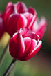Red spring tulips in bloom