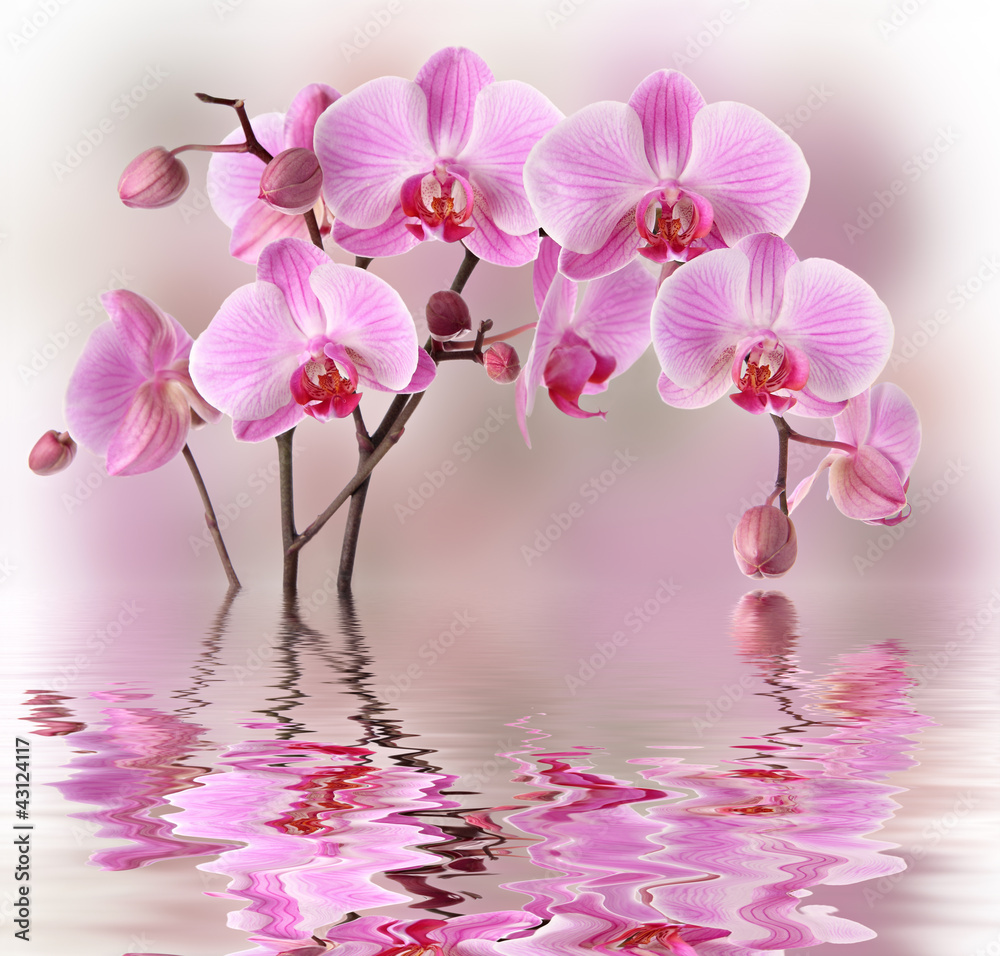 Pink orchids with water reflexion - obrazy, fototapety, plakaty 