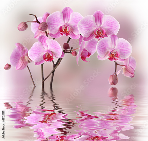 Naklejka dekoracyjna Pink orchids with water reflexion