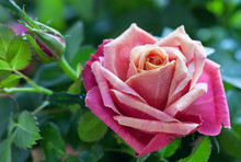 Close-up Of Pink Rose In A Garden