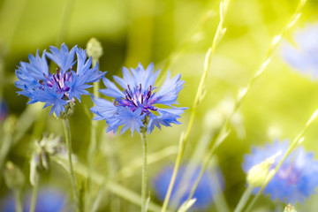 Canvas Print - kornblumen