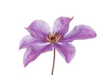 Fototapeta Motyle - violet flower isolated on white background