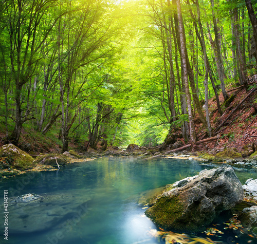 Foto-Vorhang - River in mountain forest. (von GIS)