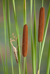 Canvas Print - Mantis on cattails