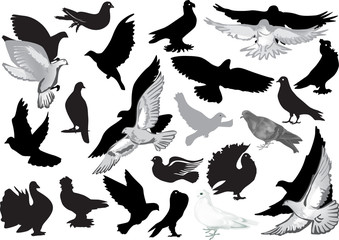 Sticker - grey and black pigeon collection on white