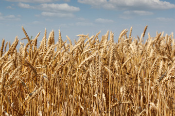 farmland with golden wheat field