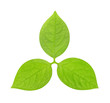 green leaves in the form of the emblem or logo
