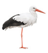 Stork on his long legs. Symbol of pregnancy.