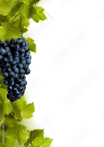 Fototapeta na wymiar Collage of vine leaves and blue grape