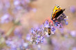 Schmetterling und Biene auf einer Blume