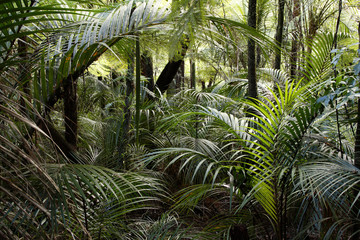 Wall Mural - Jungle leaves in tropical forest