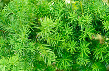 Yew (Taxus Baccata)  Green Leaves  Background
