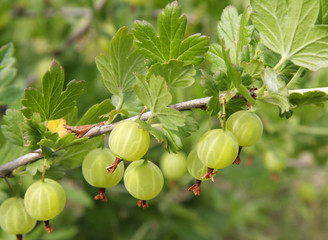 Gooseberries on a branch