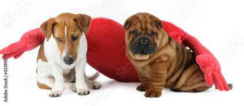 shar pei jack russell