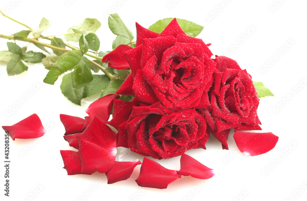 three beautiful red roses with drops isolated on white