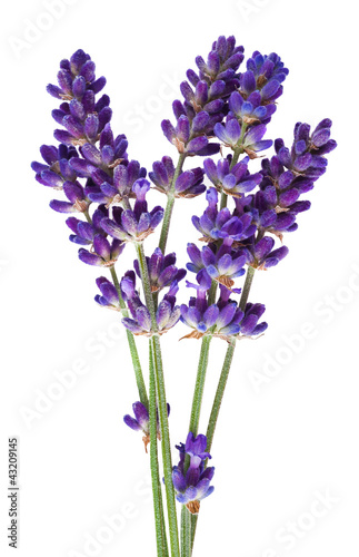 Foto-Banner - lavender (von Scisetti Alfio)