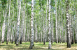 Birch grove in july