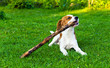 © Igor Normann - dog plays with a stick