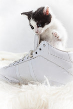 Young Kitten Exploring A Shoe
