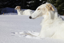 Borzoi Dogs, Sight-hounds In Snowy Winterland