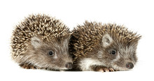 Two Baby Hedgehogs
