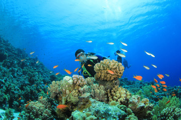 Canvas Print - Scuba Diver explores coral reef with tropical fish