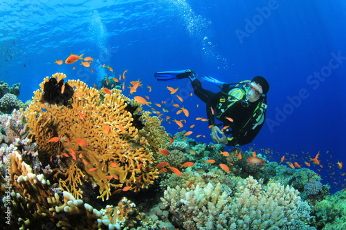 Obraz w ramie Scuba Diver explores a coral reef in the Red Sea