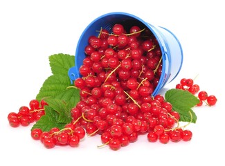 Poster - Johannisbeeren