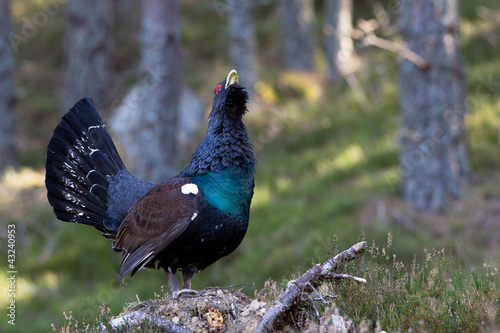 Fotografie, Obraz Capercaillie Tetrao urogallus adult male displaying